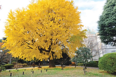 Japan_UenoPark-CMYK edited