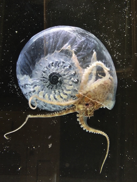 Think Evolution #1 : Kiku-ishi(Ammonite): AKI INOMATA /???????????????